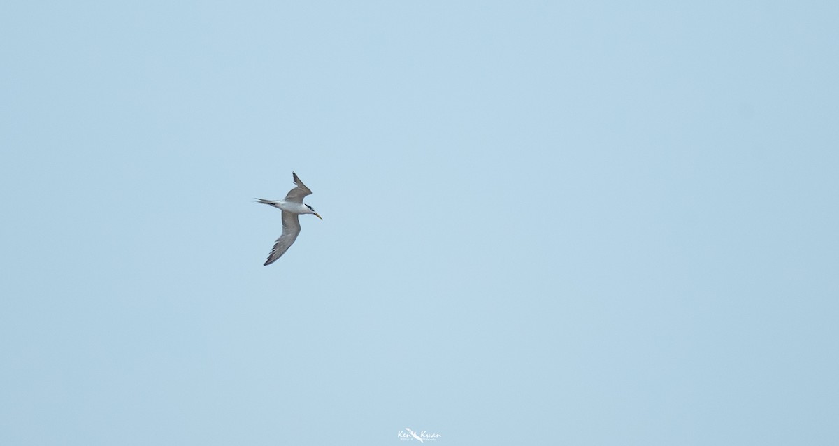 Great Crested Tern - ML616583426