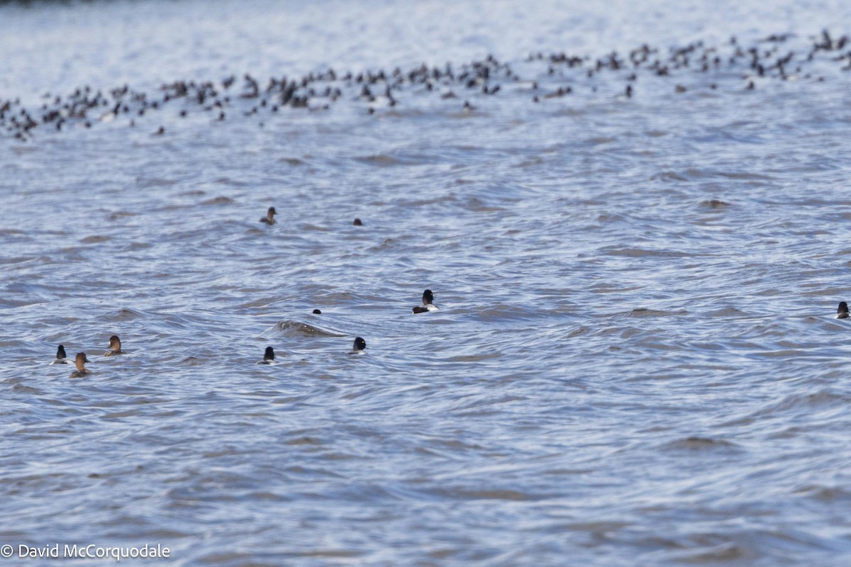 Lesser Scaup - ML616583428