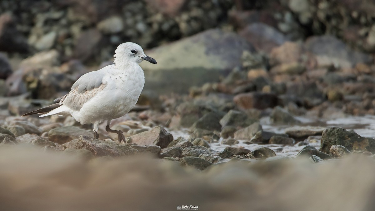 Mouette relique - ML616583493