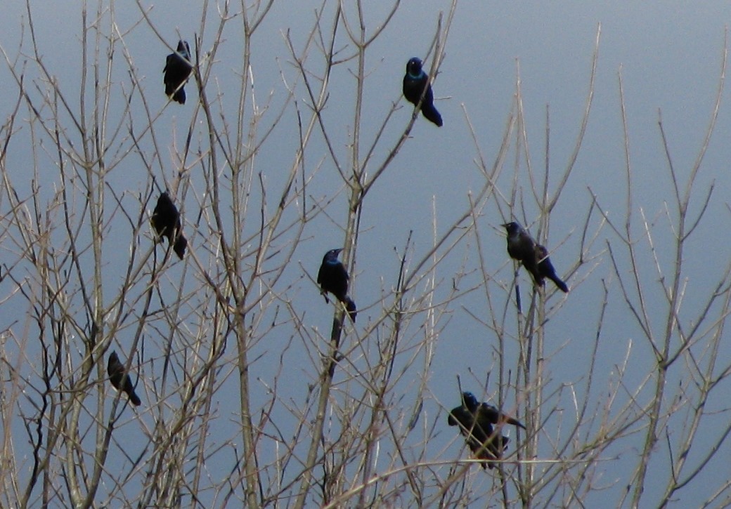 Common Grackle - ML616583604