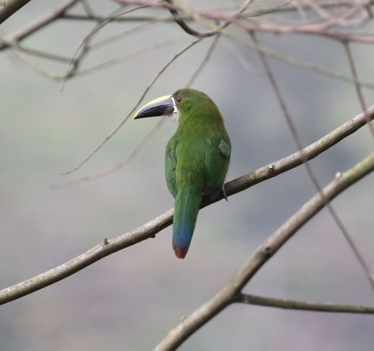 Southern Emerald-Toucanet (Gray-throated) - ML616583628