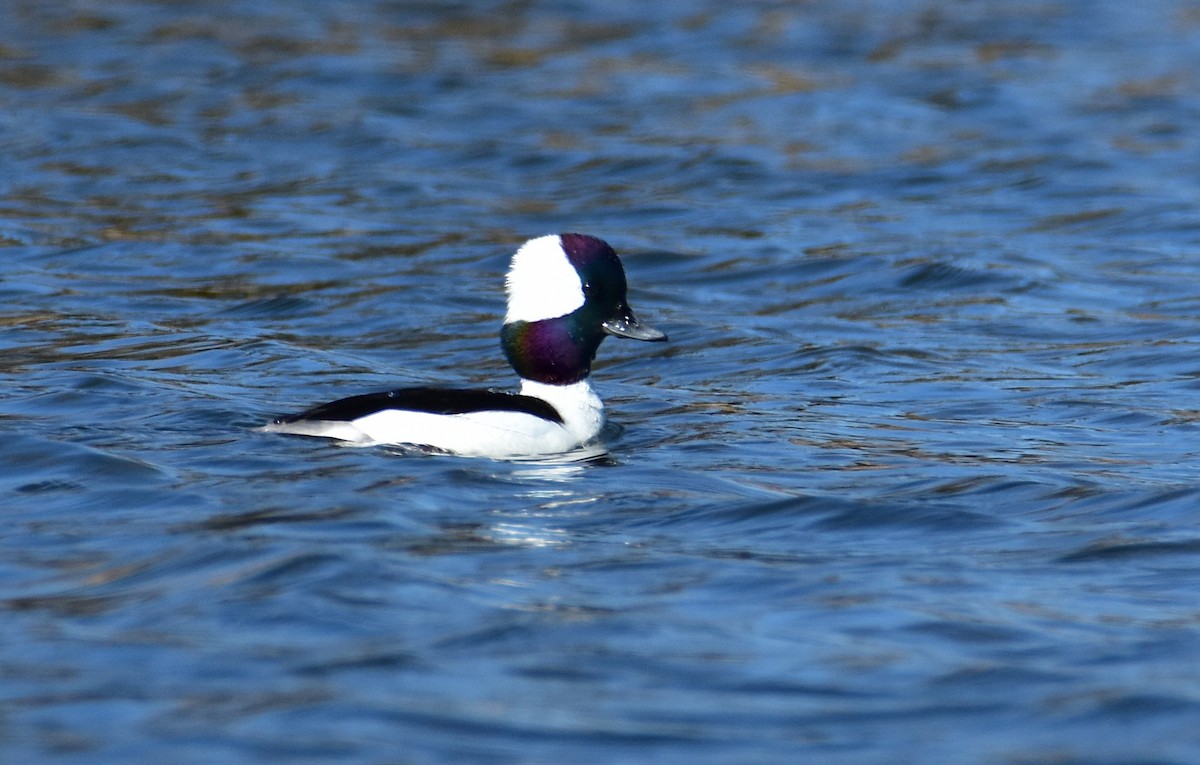 Bufflehead - ML616583751