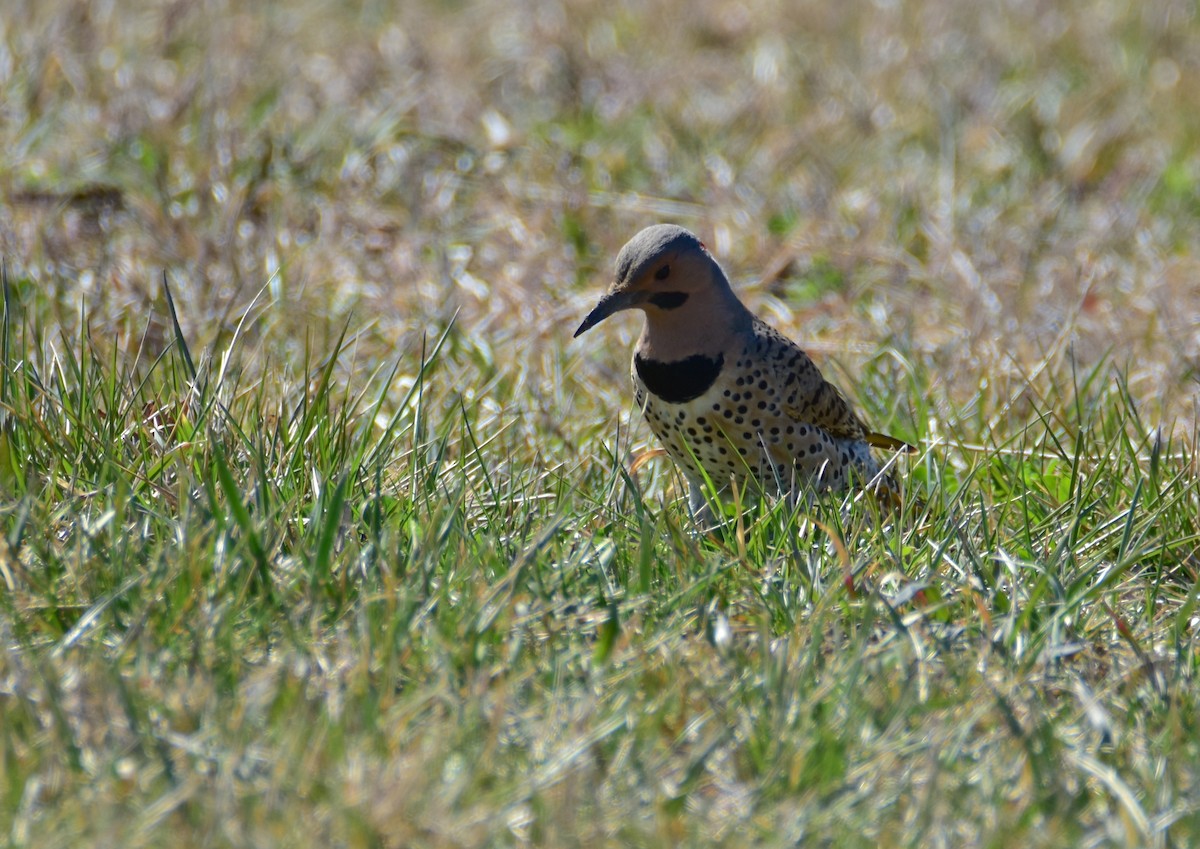 Northern Flicker - ML616583753