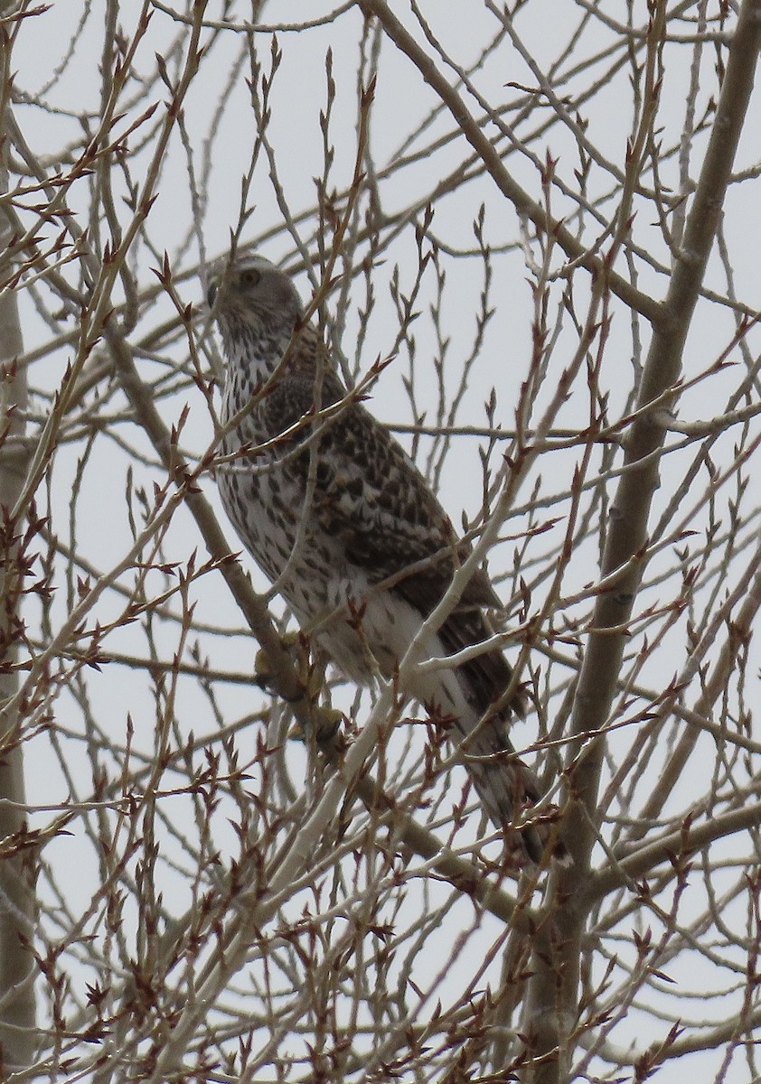 American Goshawk - ML616583822