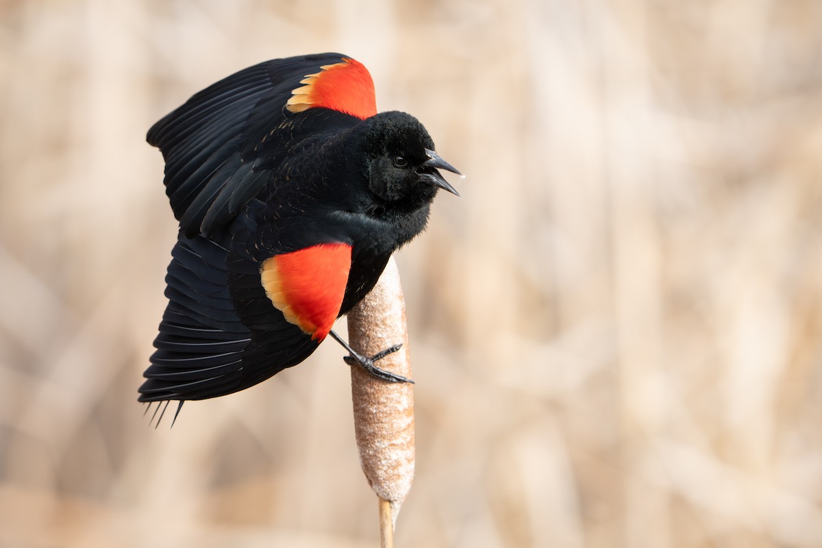 Red-winged Blackbird - ML616583828