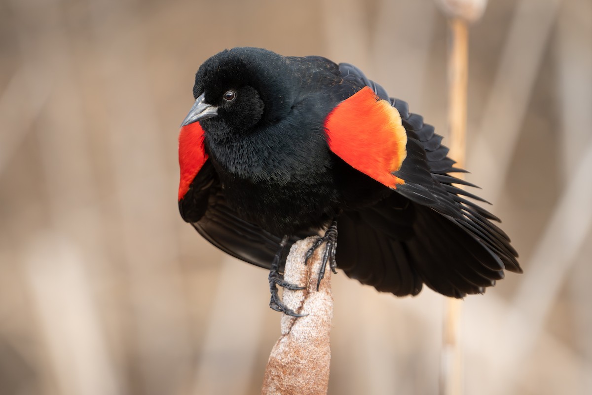 Red-winged Blackbird - ML616583860