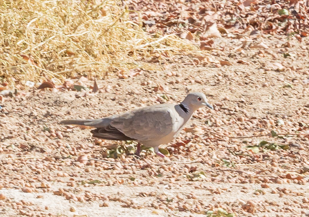 Eurasian Collared-Dove - ML616583874