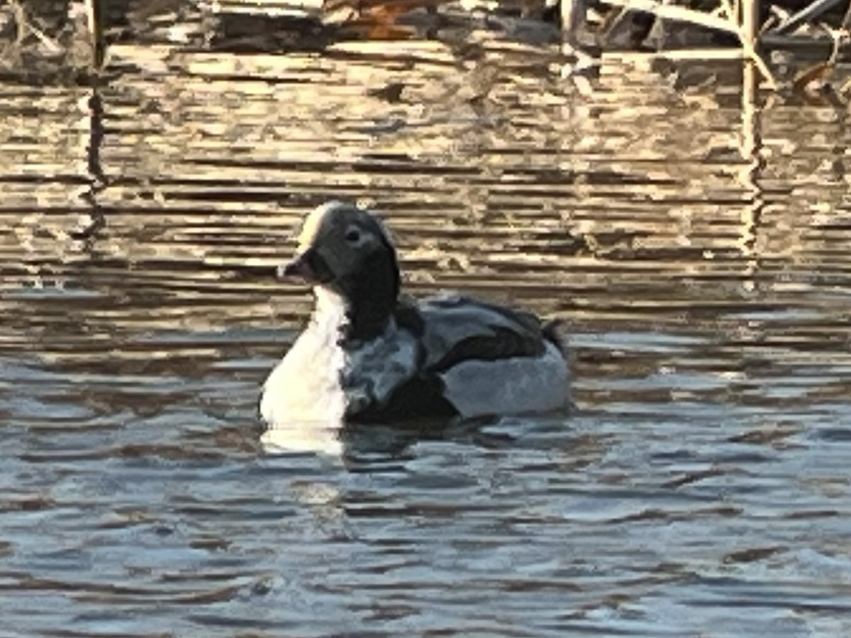 Long-tailed Duck - ML616583877