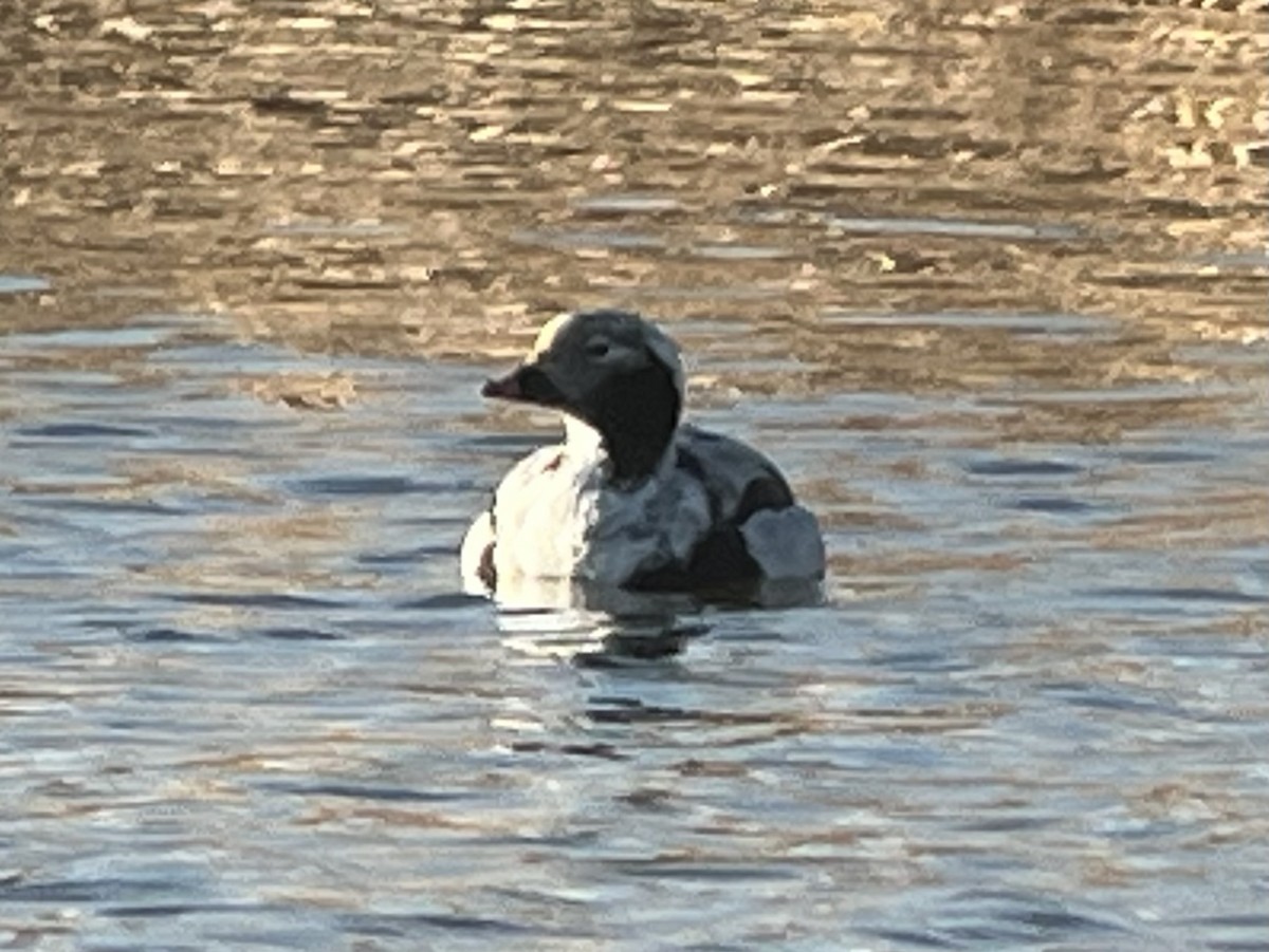 Long-tailed Duck - ML616583878