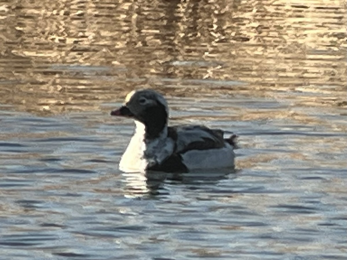 Long-tailed Duck - ML616583879