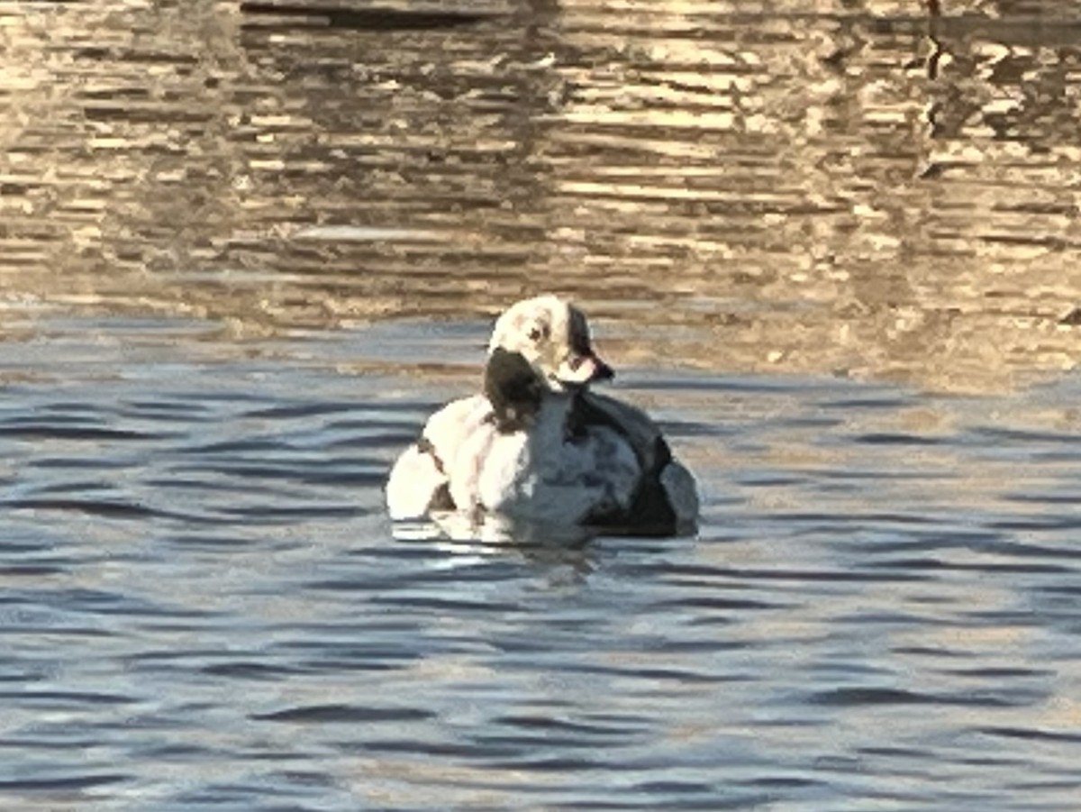 Long-tailed Duck - ML616583880