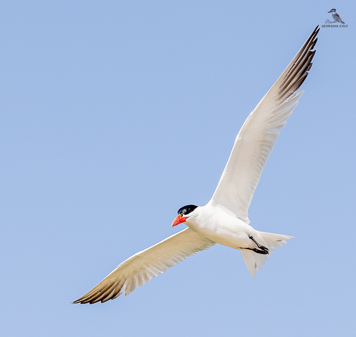 Caspian Tern - ML616583897