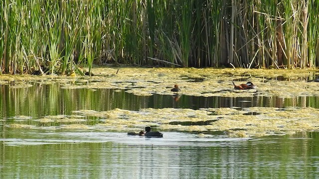 American Coot - ML616583898