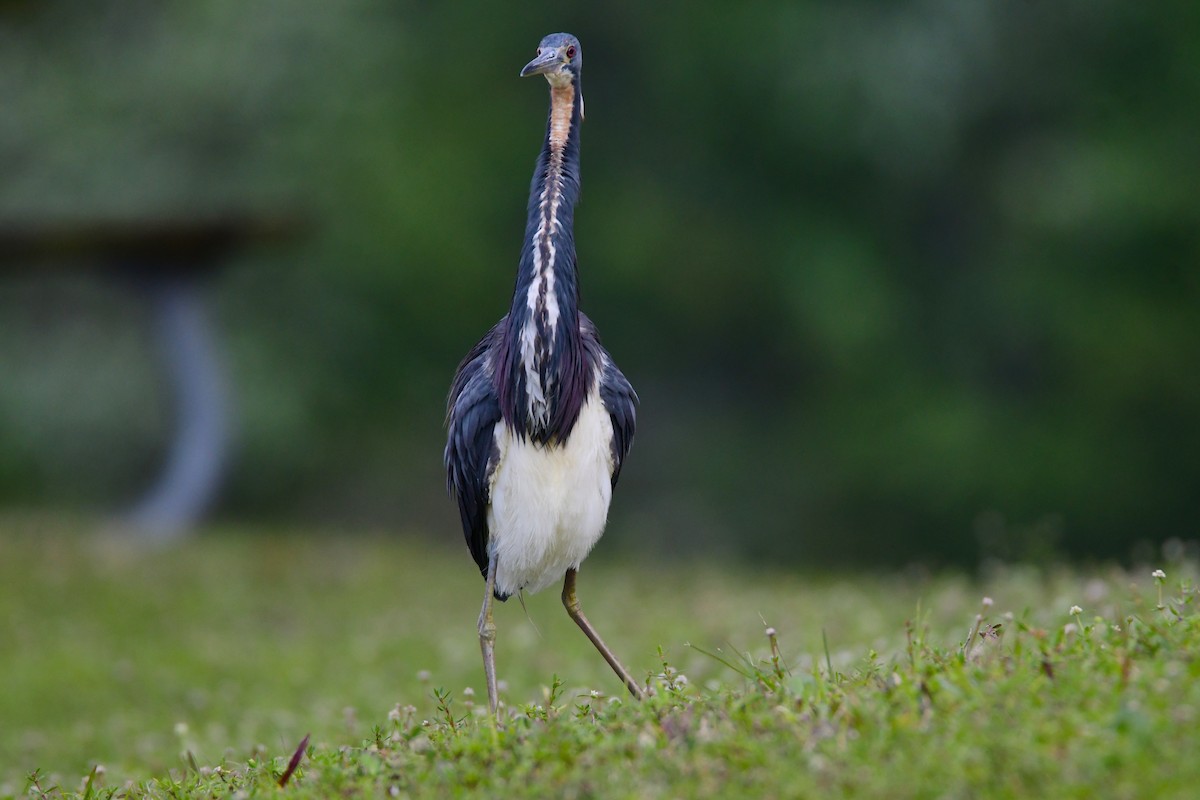 Tricolored Heron - ML616583907