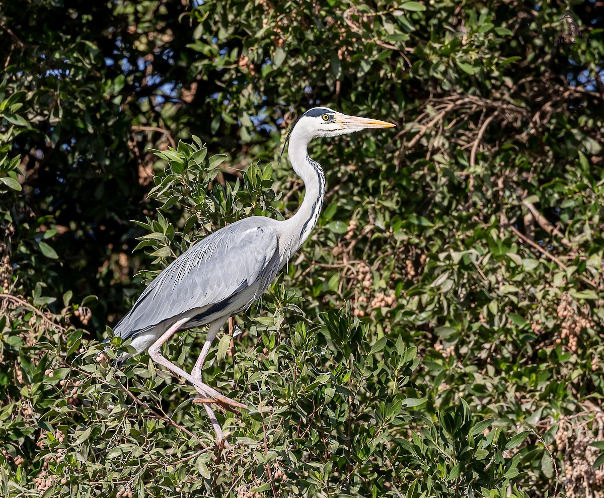 Gray Heron - ML616583935