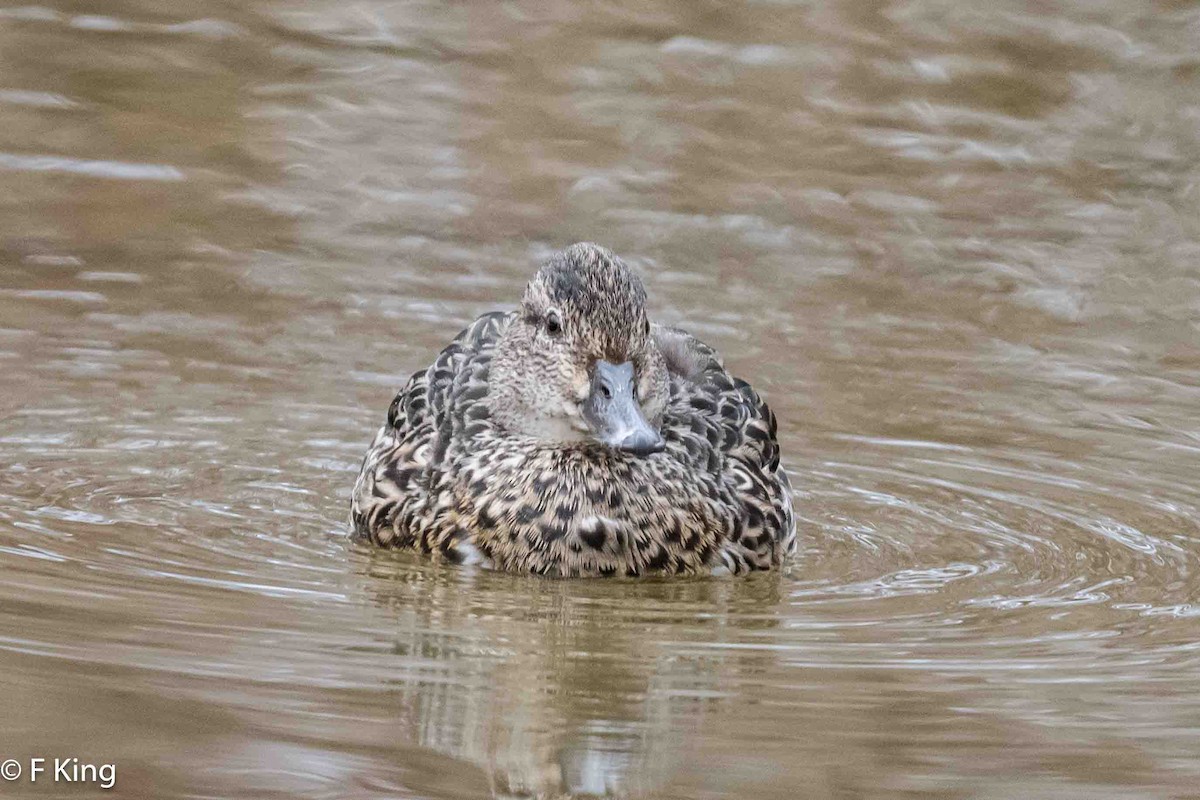 Green-winged Teal (American) - ML616583957