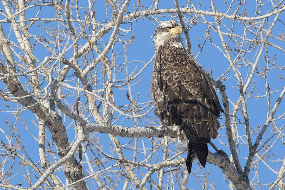 Bald Eagle - ML616583961