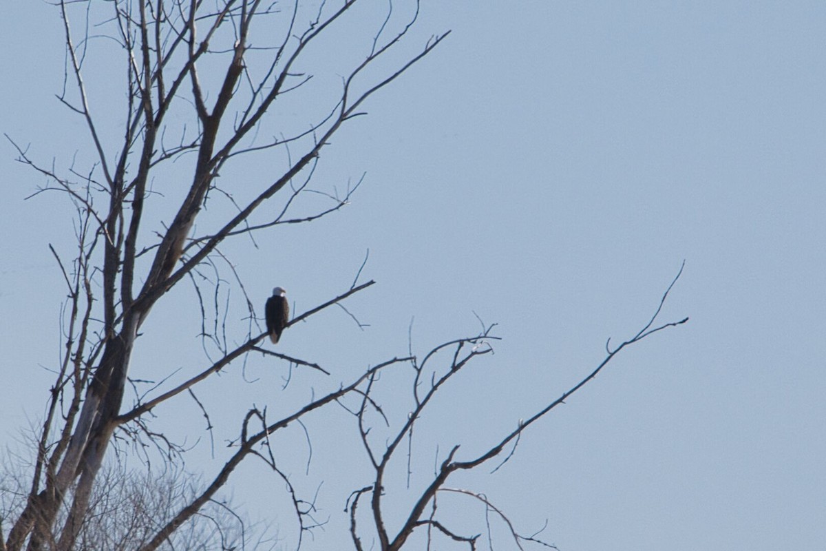 Bald Eagle - ML616583987