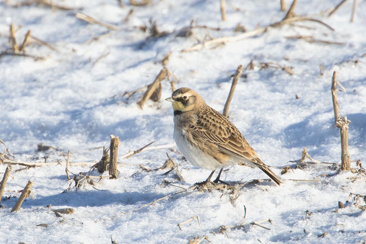 Horned Lark - ML616583996