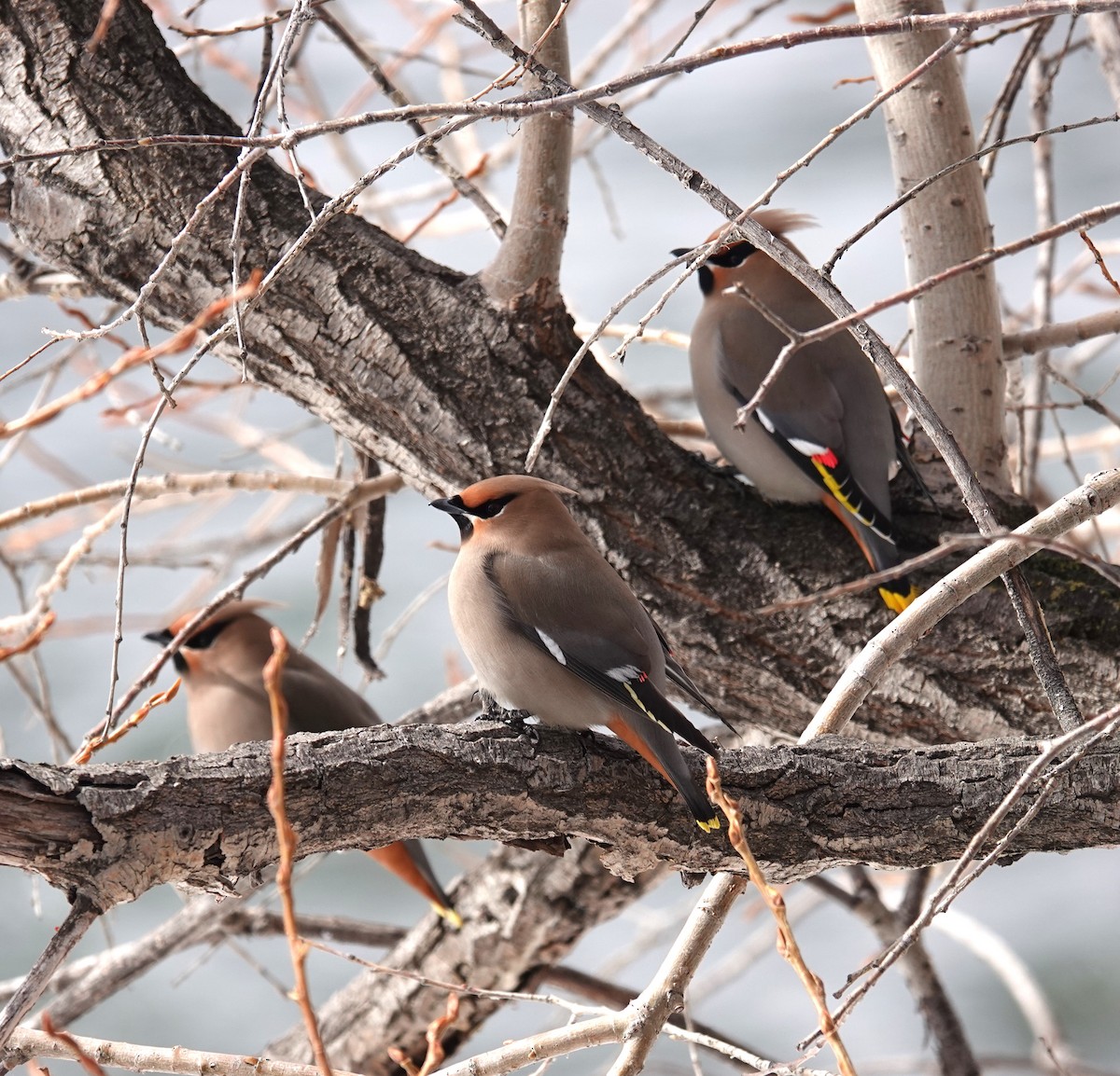 Bohemian Waxwing - ML616584013