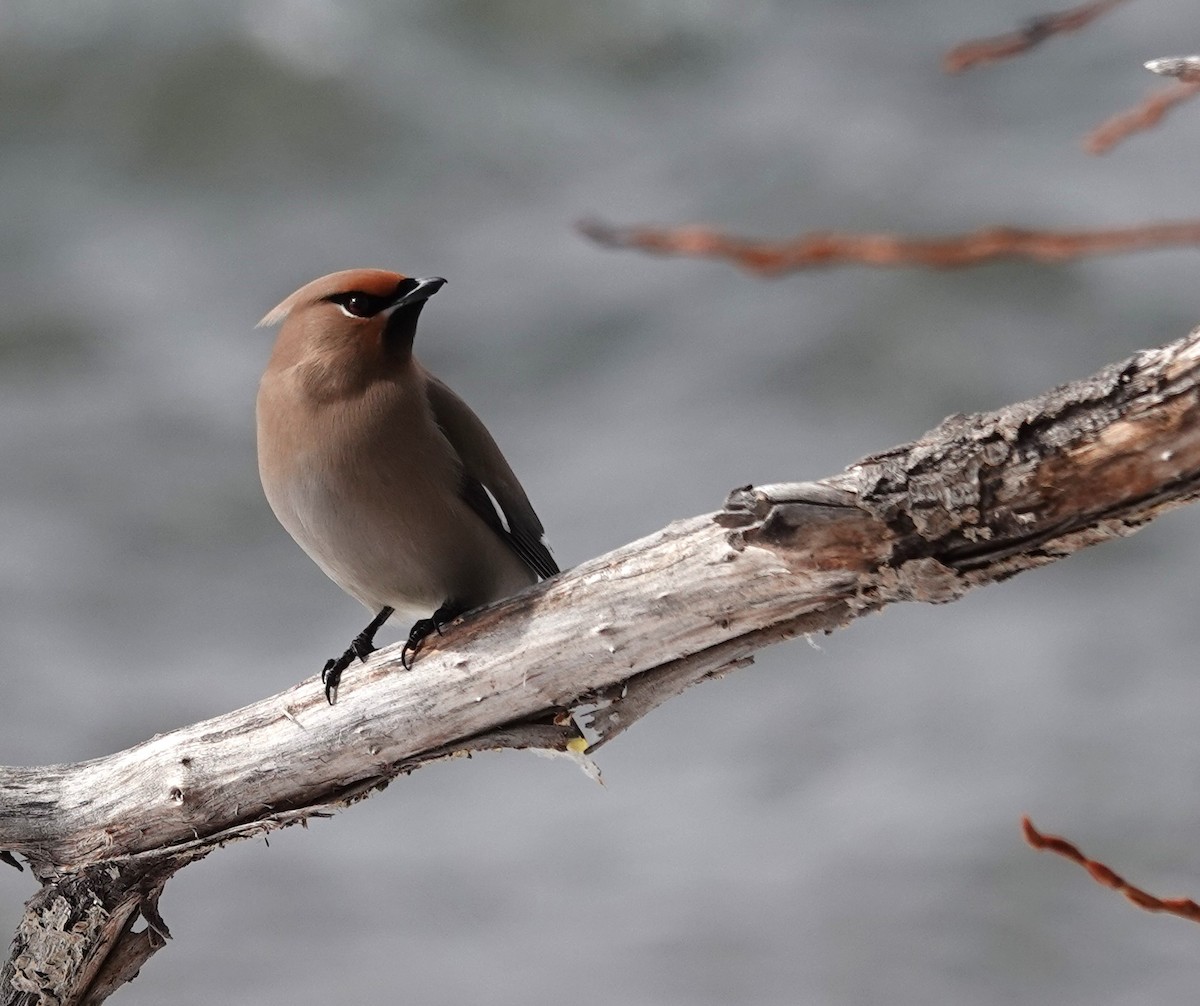 Bohemian Waxwing - ML616584016