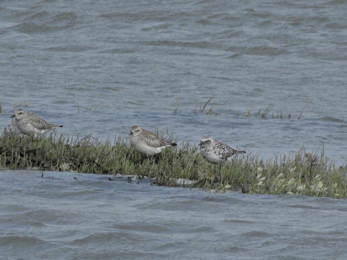 Black-bellied Plover - ML616584067