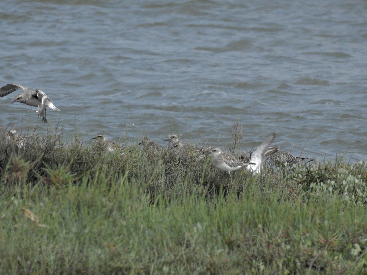 Black-bellied Plover - ML616584068