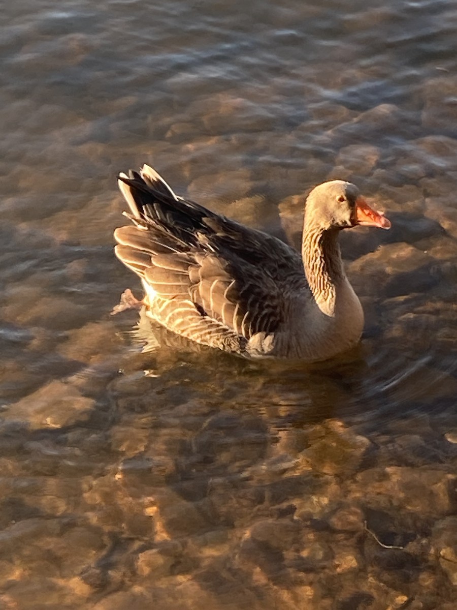 Domestic goose sp. (Domestic type) - ML616584072