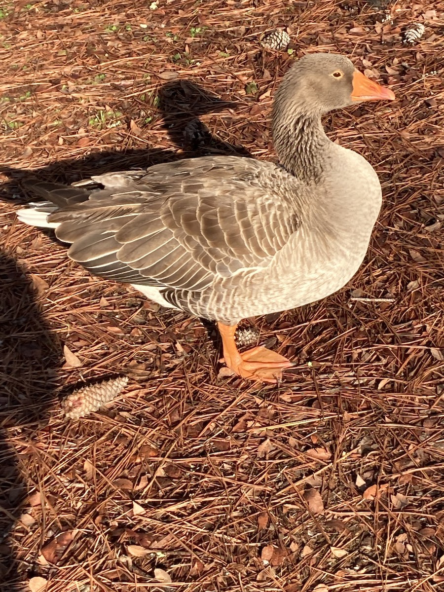 Domestic goose sp. (Domestic type) - ML616584077