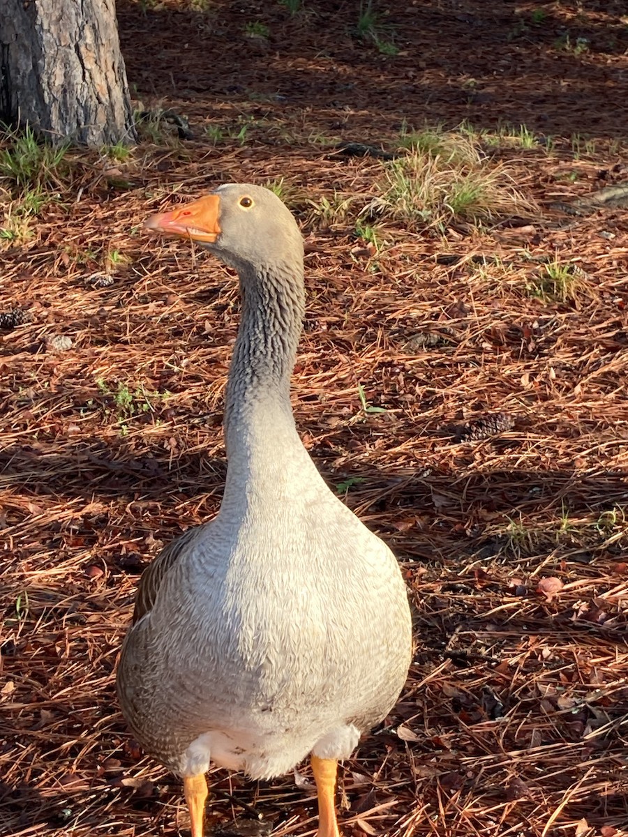 Domestic goose sp. (Domestic type) - ML616584079