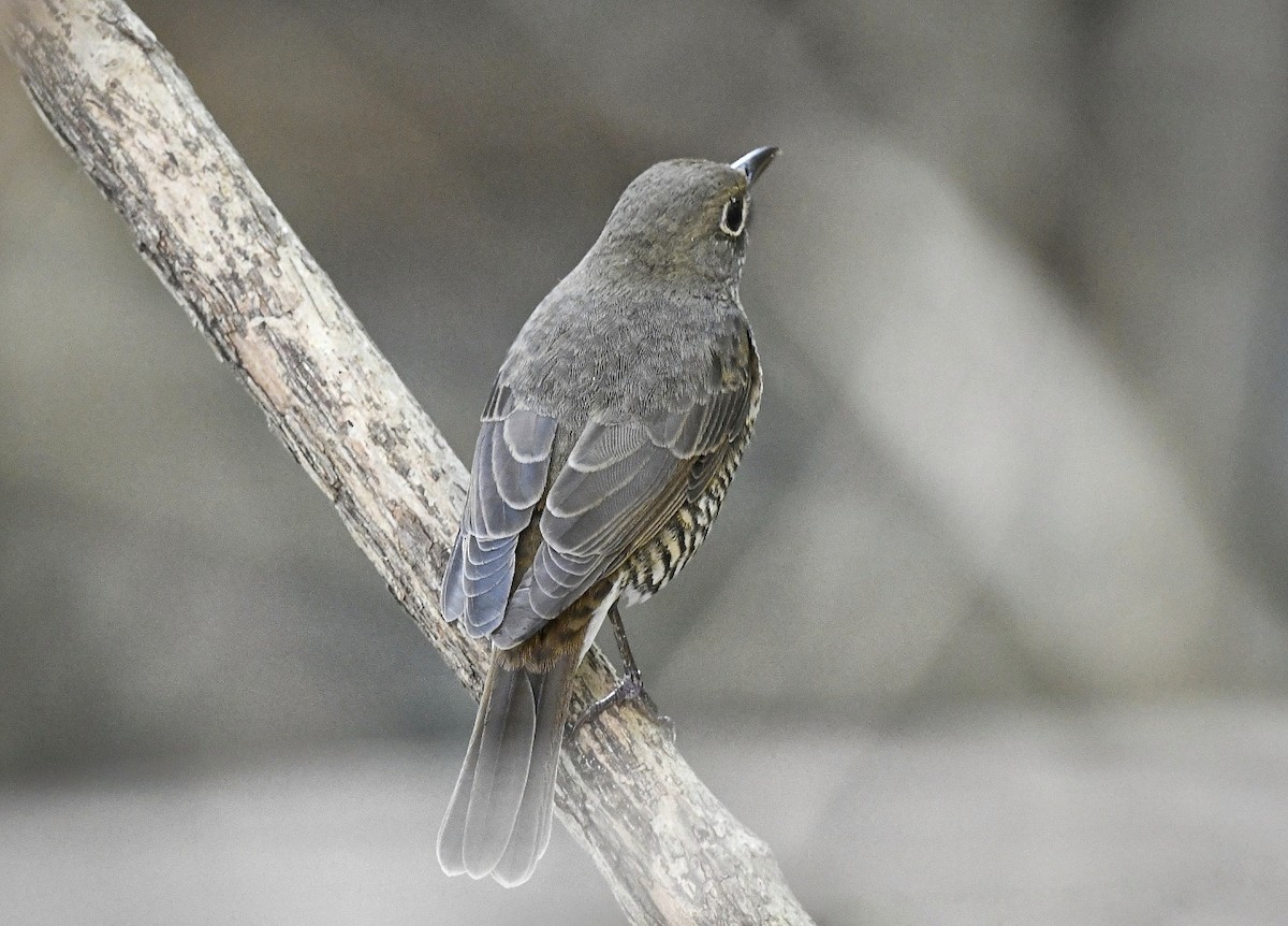 Blue-capped Rock-Thrush - Renuka Vijayaraghavan