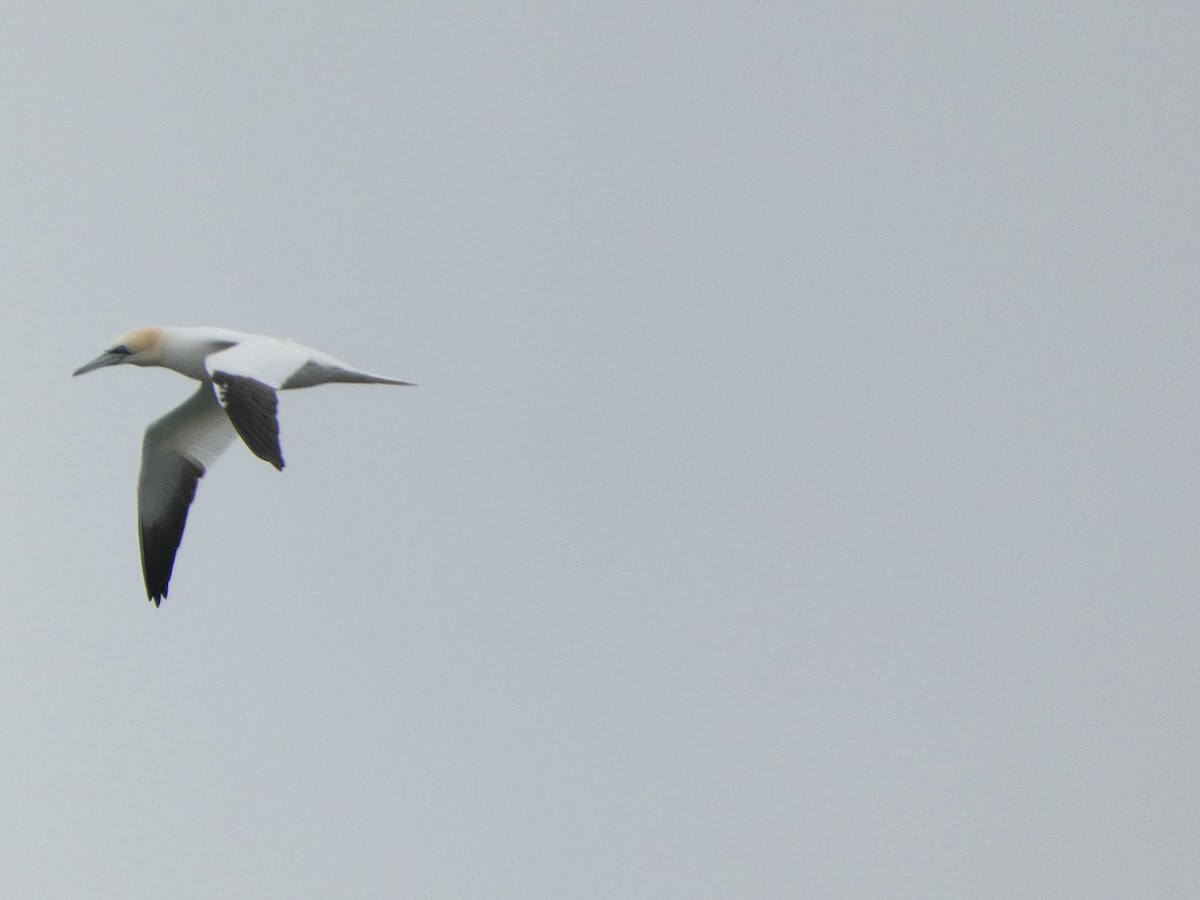 Northern Gannet - ML616584108