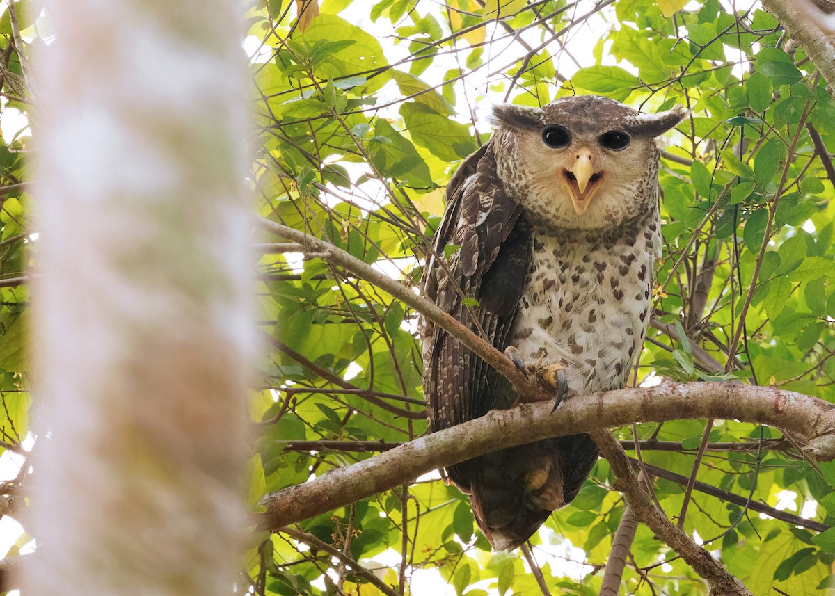 Spot-bellied Eagle-Owl - ML616584112
