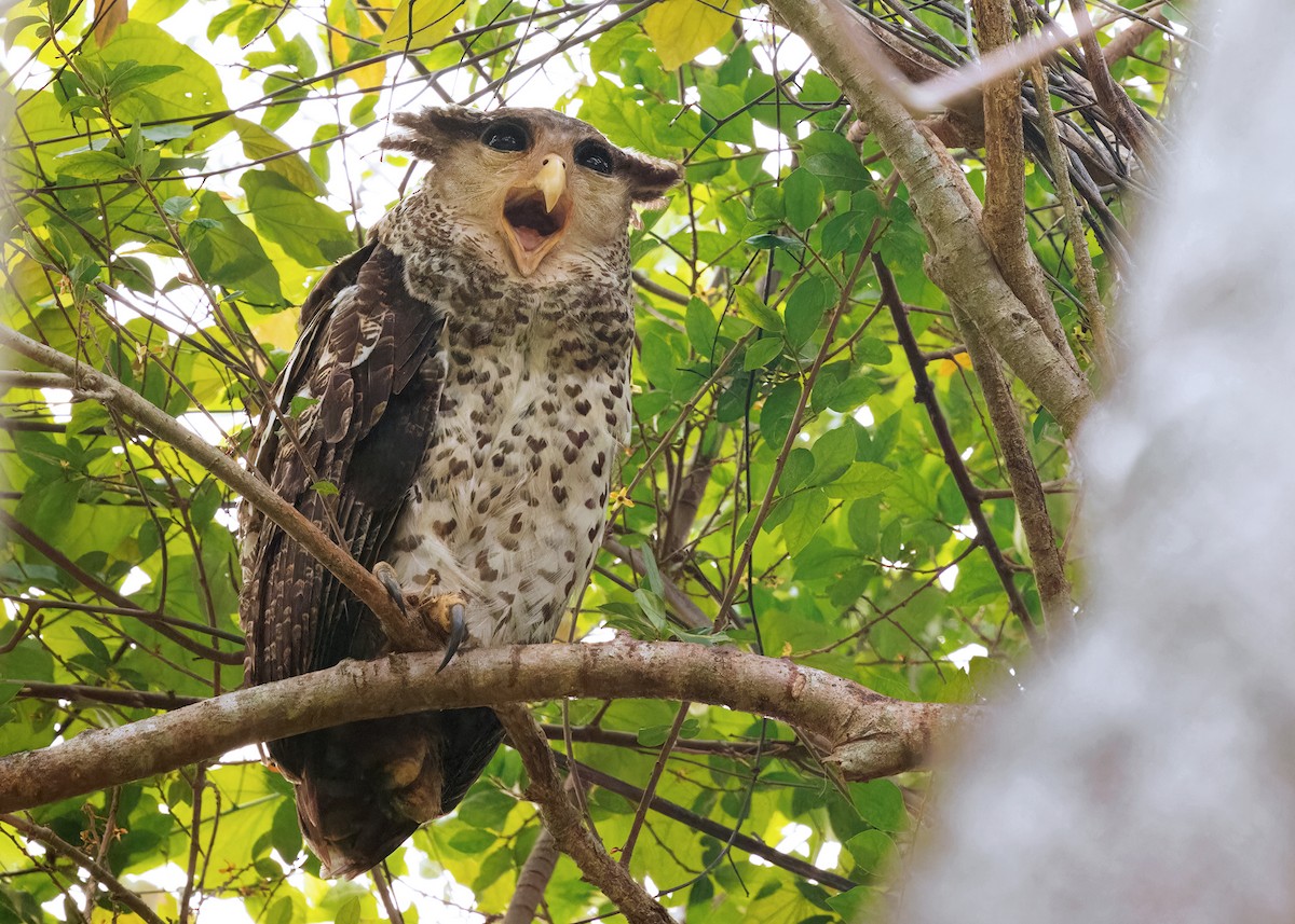 Spot-bellied Eagle-Owl - Ayuwat Jearwattanakanok