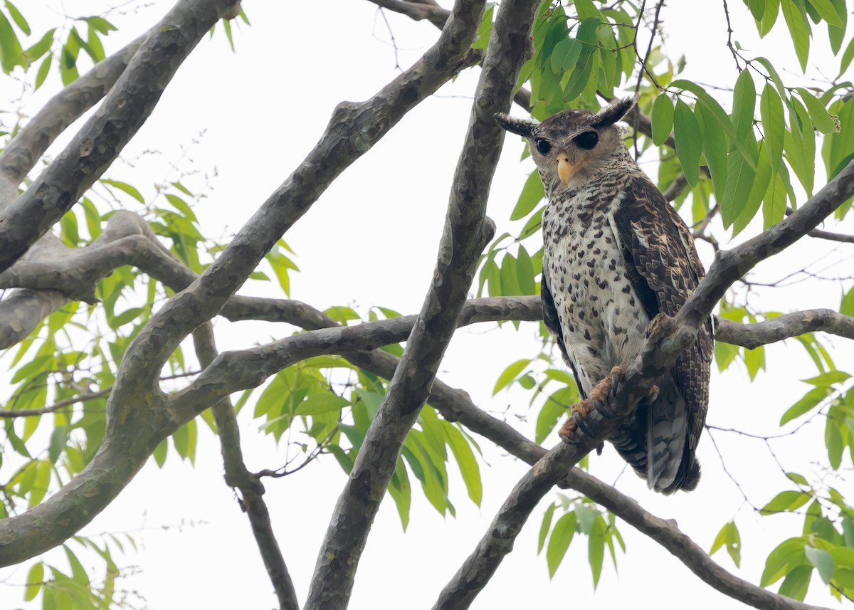 Spot-bellied Eagle-Owl - ML616584118