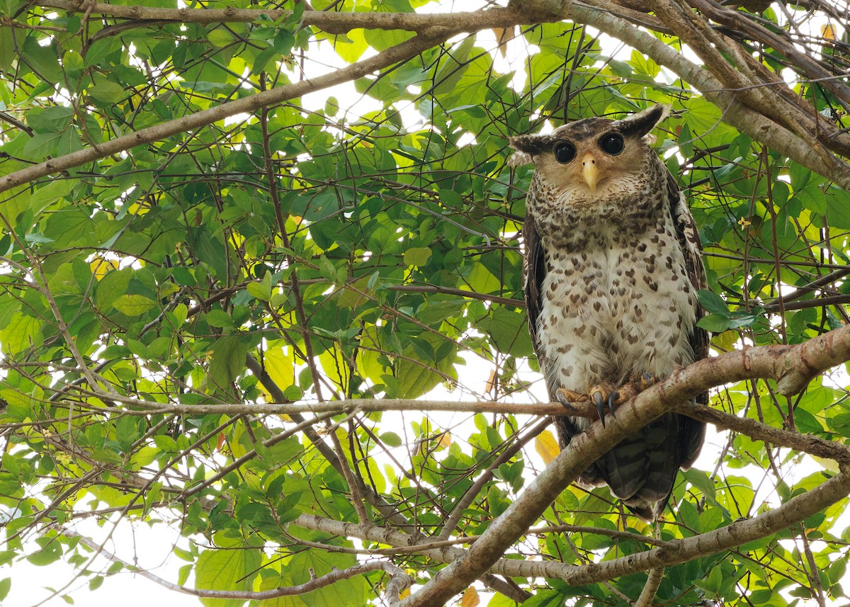 Spot-bellied Eagle-Owl - ML616584120