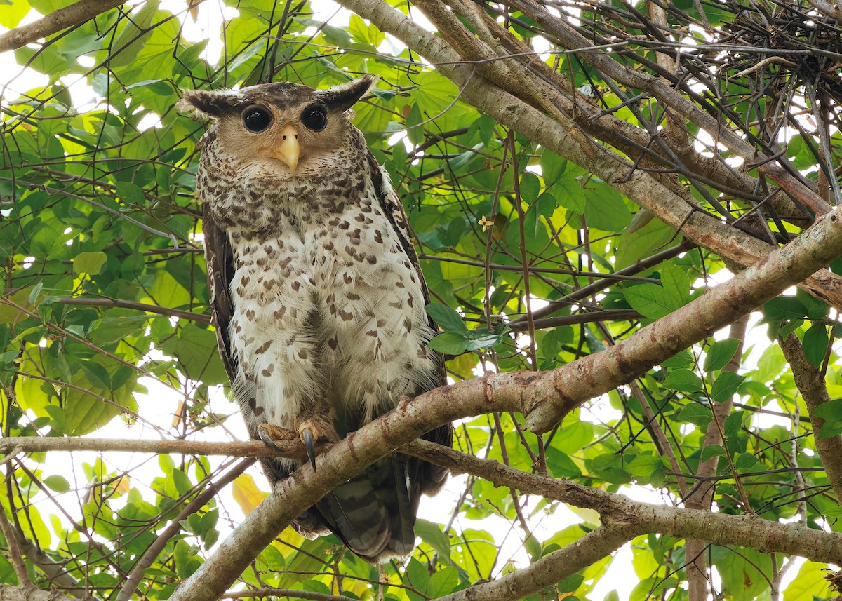 Spot-bellied Eagle-Owl - ML616584121