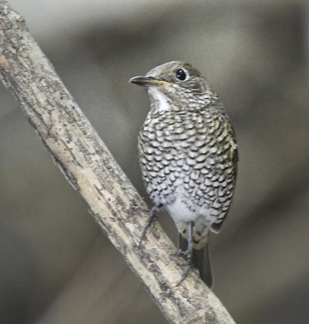 Blue-capped Rock-Thrush - Renuka Vijayaraghavan