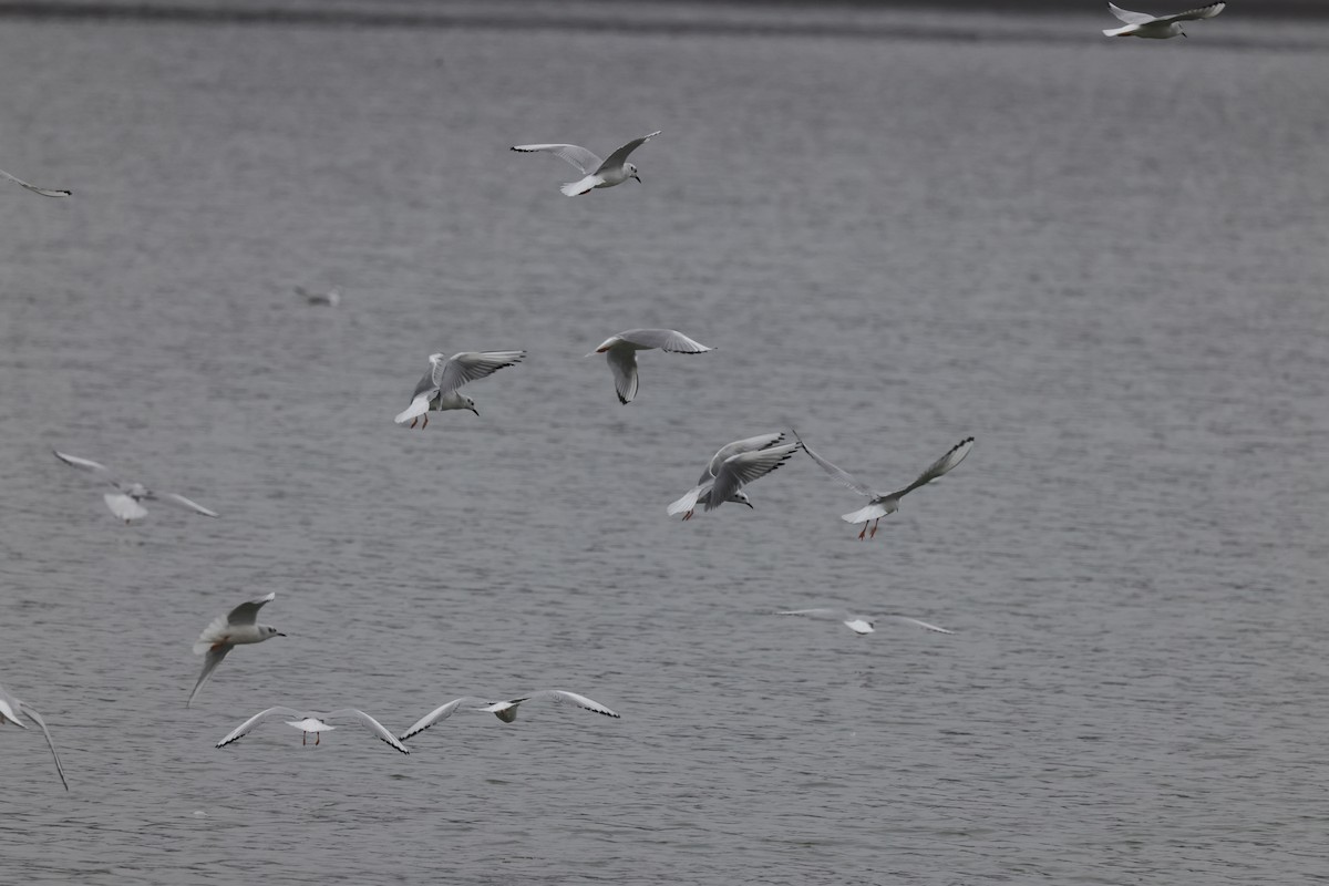 Bonaparte's Gull - ML616584257