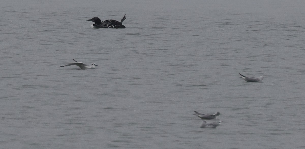 Common Loon - ML616584276