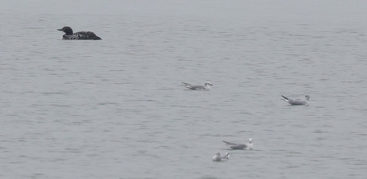 Bonaparte's Gull - ML616584280