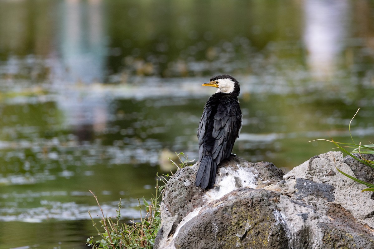 Cormorán Piquicorto - ML616584281