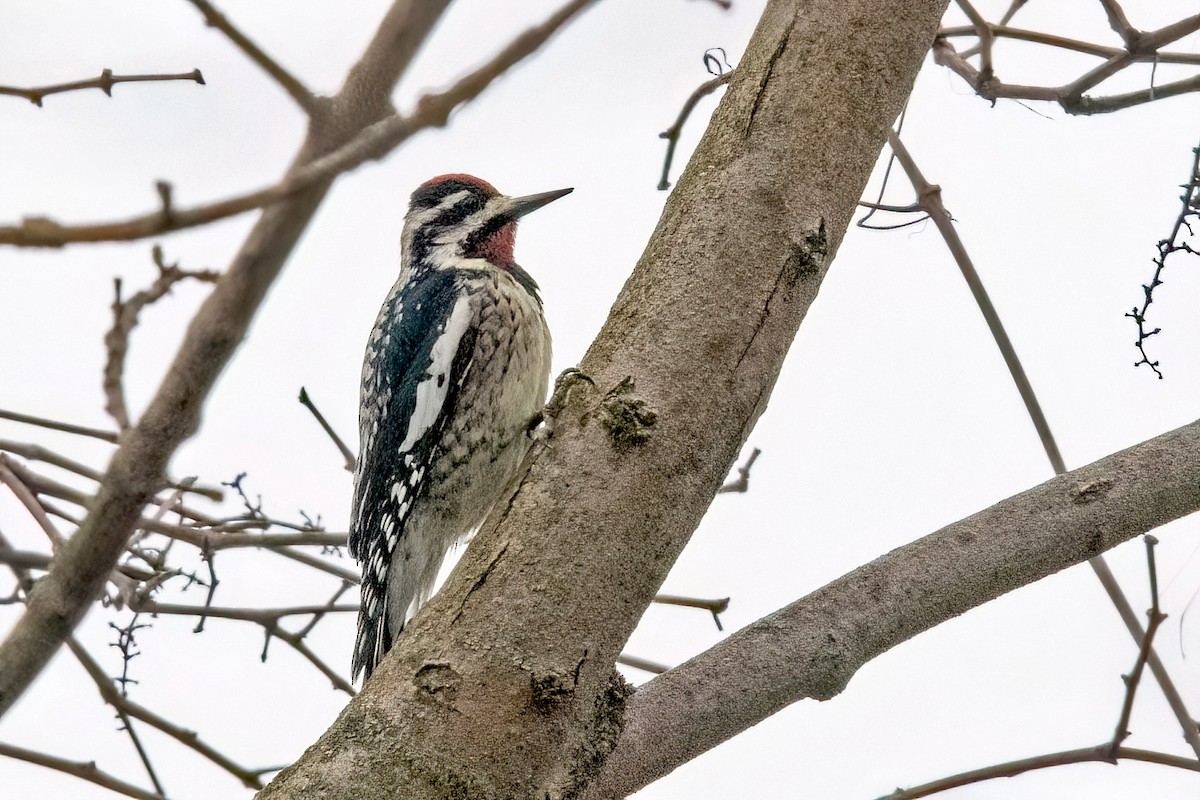 Yellow-bellied Sapsucker - Sue Barth