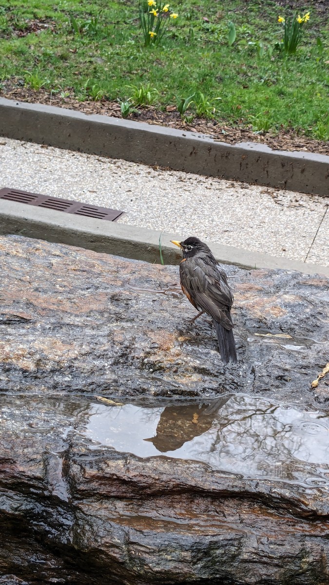 American Robin - ML616584390