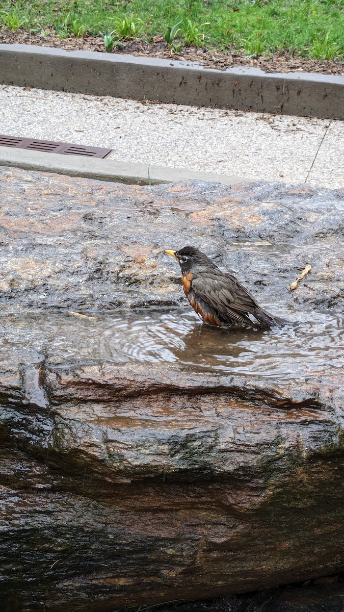 American Robin - ML616584391