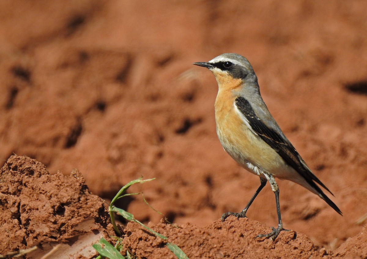 Northern Wheatear - ML616584393