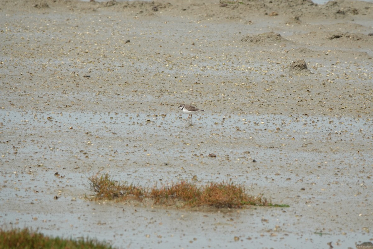 Common Ringed Plover - ML616584397