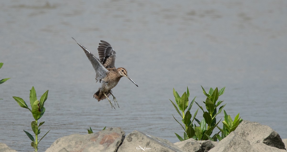 Swinhoe's Snipe - ML616584454