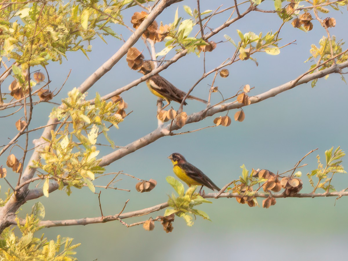 Yellow-breasted Bunting - ML616584481