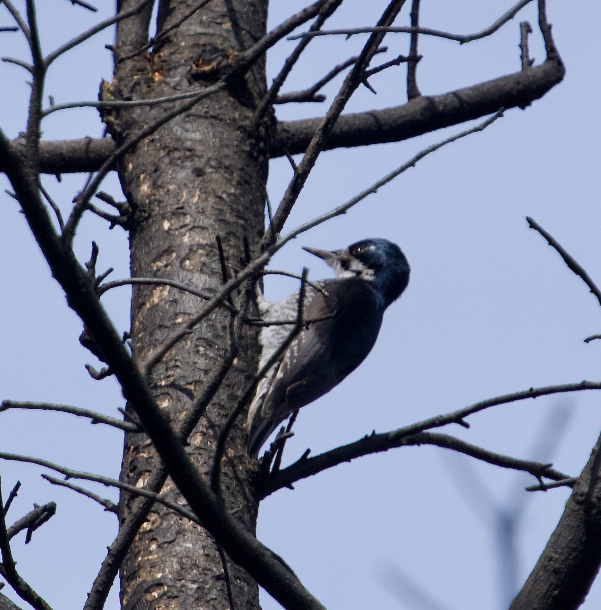 Black-backed Woodpecker - ML616584540